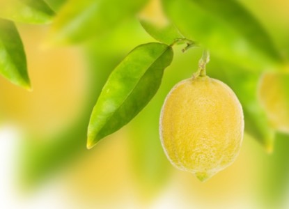 limon-listya-boke