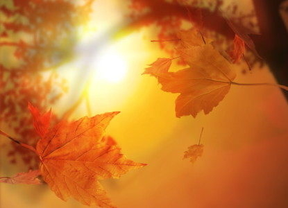 Nature___Seasons___Autumn_Sunny_Golden_autumn_108458_