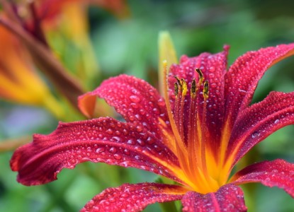 lily-3495722_960_720