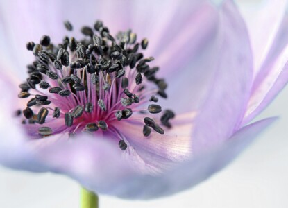 anemone-179006_1280